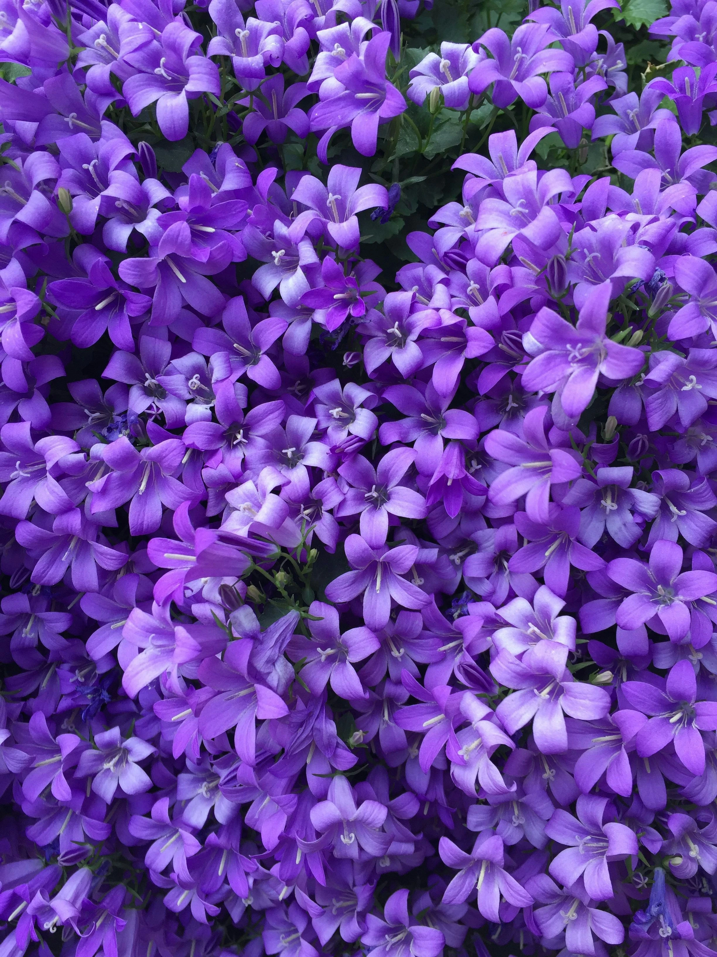 Букет цветов Florify